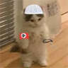 chatrip